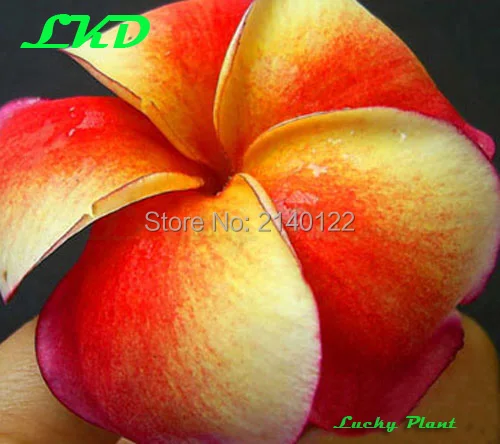 20 Свежий Редкие Настоящее Desert Rose Семена Adenium Obesum Таиланде no259 siamaurora 17|seeds rose|seeds
