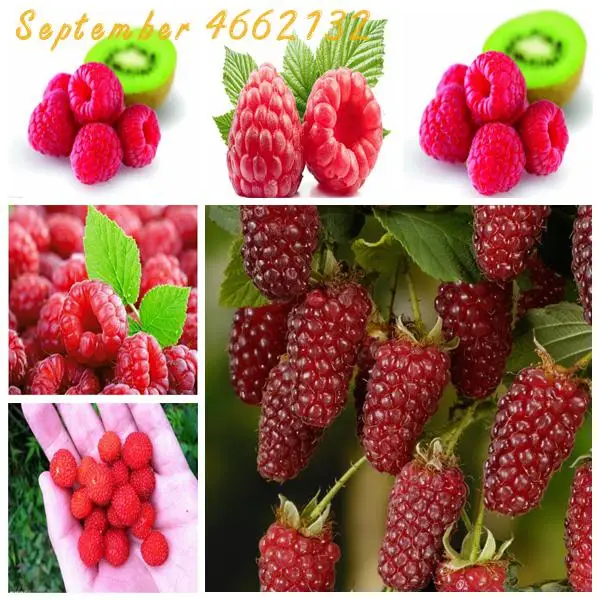 

50pcs Raspberry plants Mixed Colors Super Big Raspberry Fruit plants Rare Wild Strawberry Tree plants Flowers Bonsai For Garden