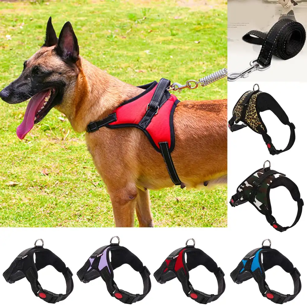 german shepherd belt price