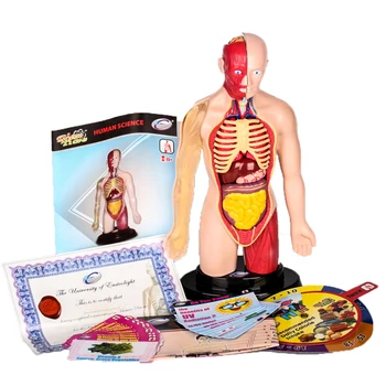 

Professional Mannequin DIY Puzzle Creative Scientific Exploration Laboratory Teaching Aid Steam Stem Toy Set For Children