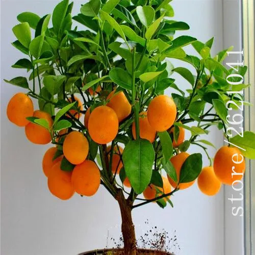 

20PCS Bonsai Orange Potted Edible Tangerine Citrus Fruit plant Dwarf Orange Tree Indoor Plant For Home Garden plants