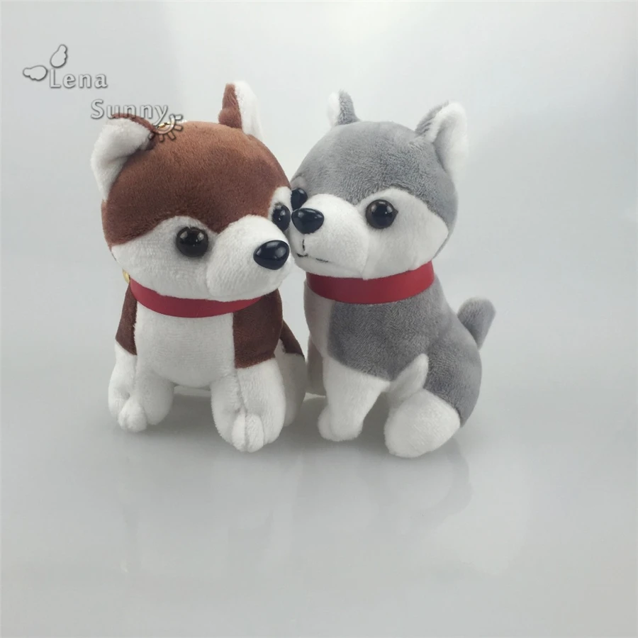 pictures of shichon puppies