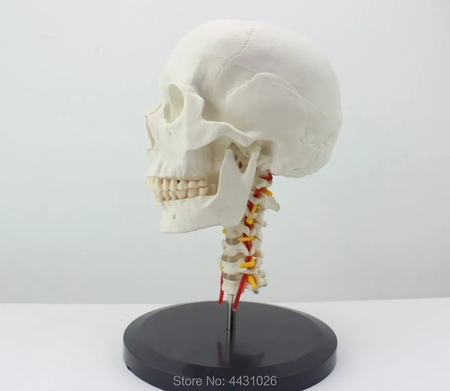 ENOVO черепно модель черепа с человека. череп и череп модель в отдел ортопедии