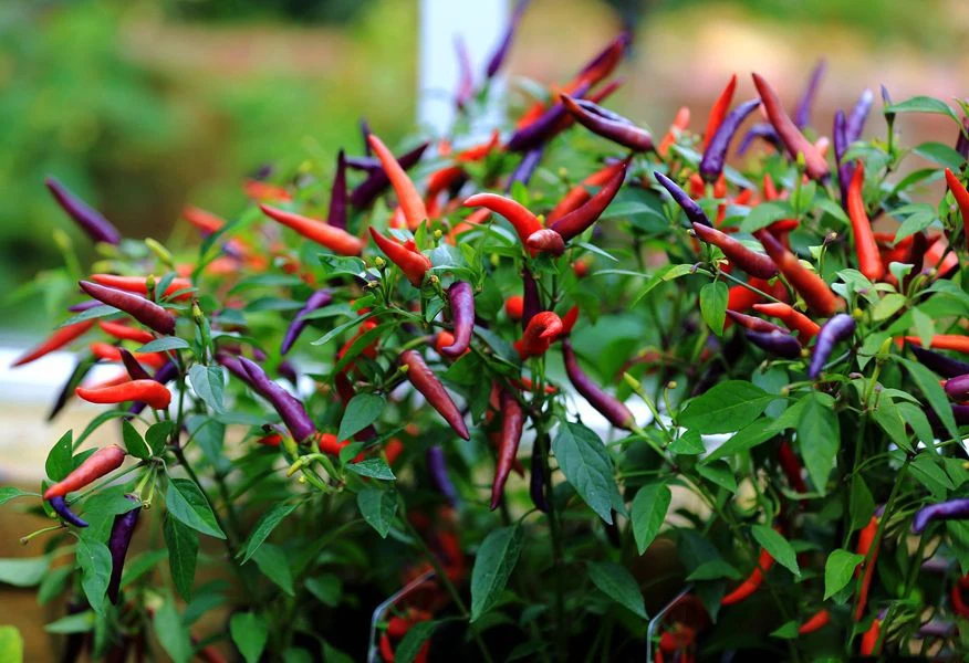 Online Buy Wholesale ornamental pepper plants from China ornamental