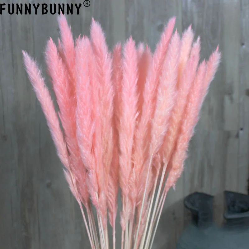 

FUNNYBUNNY 15PCS Natural Dried Small Pampas Grass, Phragmites Communis,Wedding Flower Bunch, 75CM Tall for Home Decor