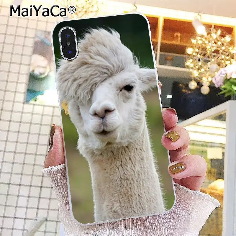 Lama Llama Alpacas Animal