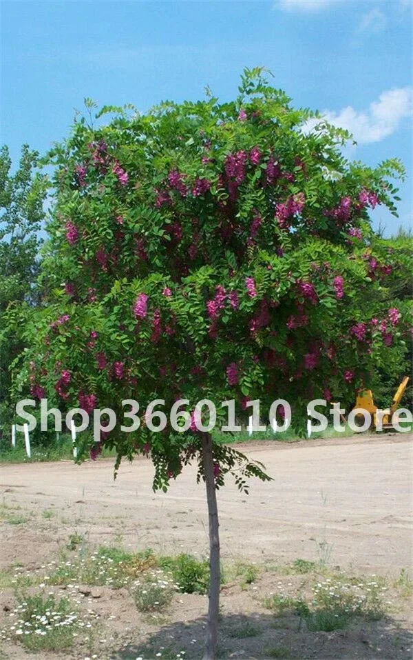 50pcs Exotic Bonsai Tree Catalpa Planta Japan Heirloom Nature Potted