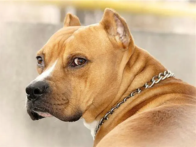 diamond-painting-full-square-christmas-Animal-pit-bull-Dog-paint-with-diamonds-craft-rhinestones-3D-Embroidery.jpg_640x640