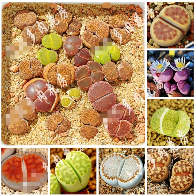 

50 pcs Beautiful Mixed Stone Flower Plants - Free Packaging for Home Potted Plants