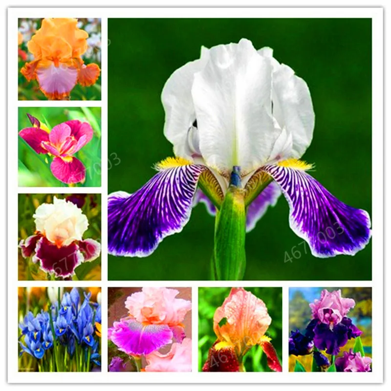 

100 Pcs Iris Bonsai, Many Kinds Of Color Iris Potted Iris Orchid Rare Perennial Flower Bonsai Plants For Home Garden