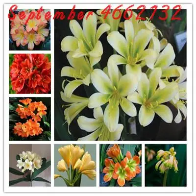 

100 Pcs Hot Sale Clivia Miniata plant Gorgeous Bonsai Rare Bush lily Flower Bonsai DIY Home Garden With High Ornamental Value