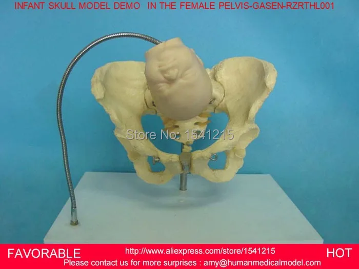

SKELETON MODEL THE FEMALE PELVIS MODEL WITH FETUS SKULL SKELETON MODEL HUMAN ANATOMICAL MIDWIFERY TEACHING MODEL-GASEN-RZRTHL001