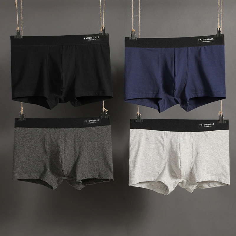 boxer (4)