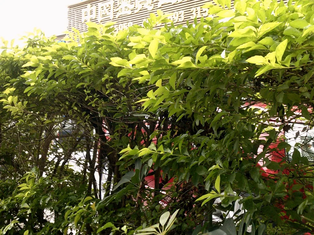DSCF0015