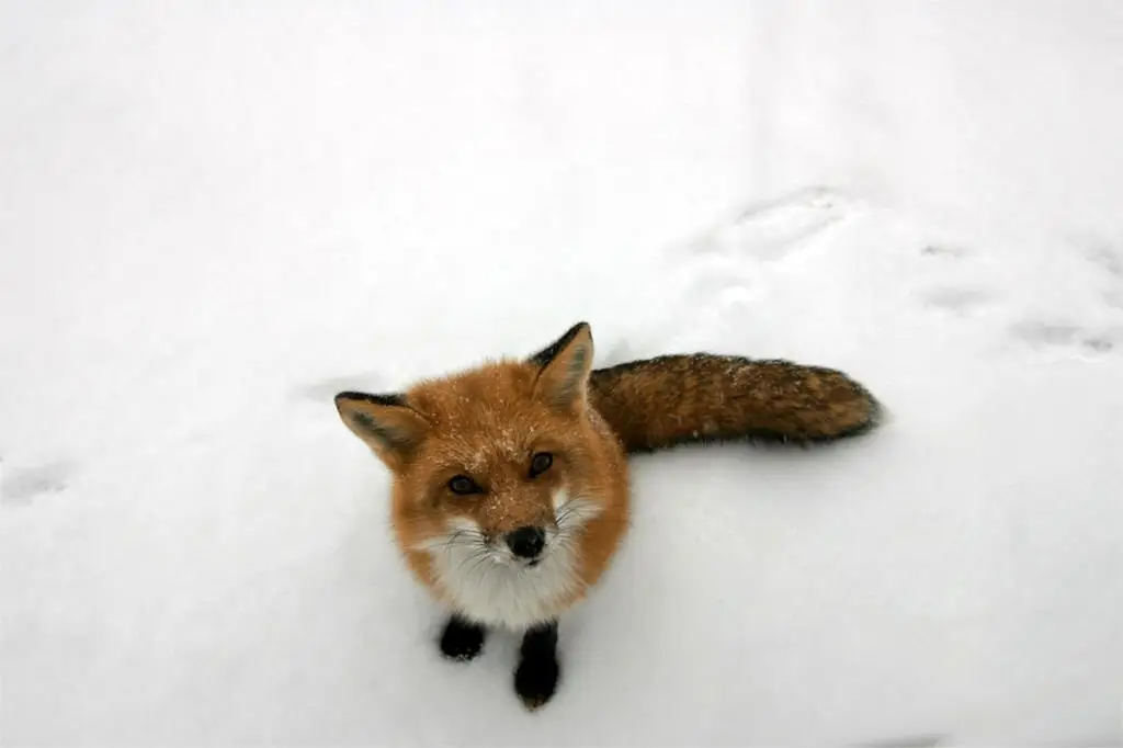DIY frame Lovely Baby Fox On The Snow animal posters and prints home