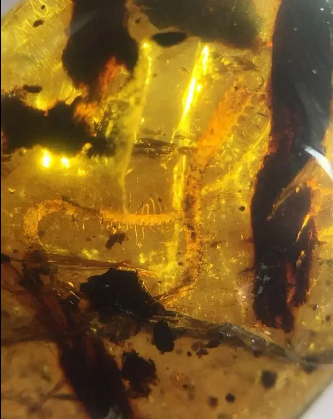 

Rare long centipede Untreated Myanmar Amber insect 100 million years ago lynx stone from dinosaurs age Cretaceous