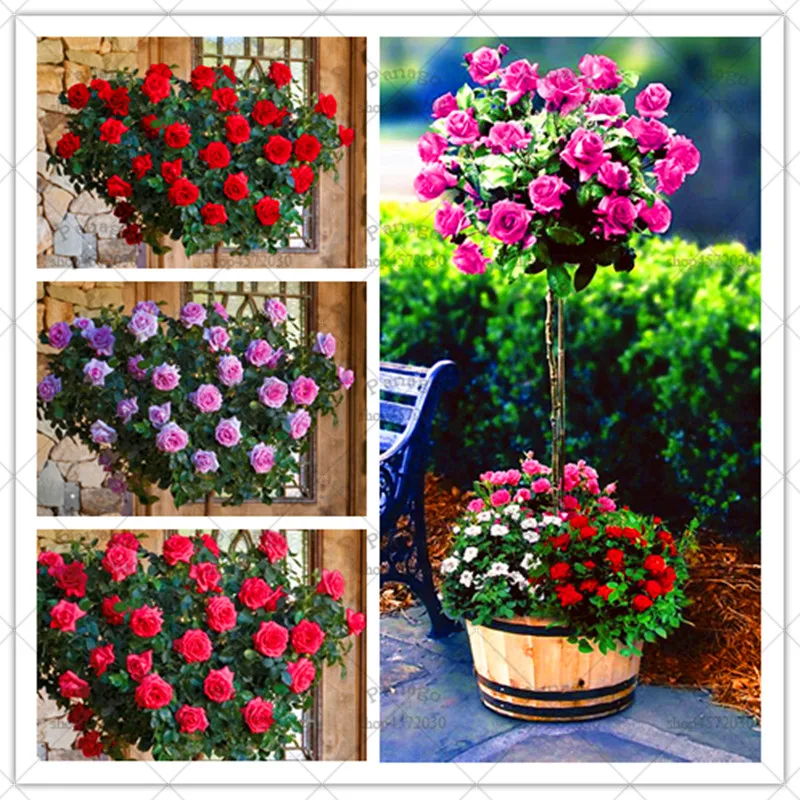10pcs Rose Tree Bonsai Flower Gorgeous Bright-colored Planting Potted for DIY Home Garden Balcony Yard Flower Plants 10pcs Rose Tree Bonsai Flower Gorgeous Bright-colored Planting Potted for DIY Home Garden Balcony Yard Flower Plants