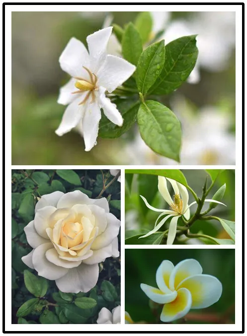 

Gardenia bonsai Cape Jasmine DIY Home Garden Potted Bonsai Gift Amazing Flores Beautiful Room Flower plants Tree
