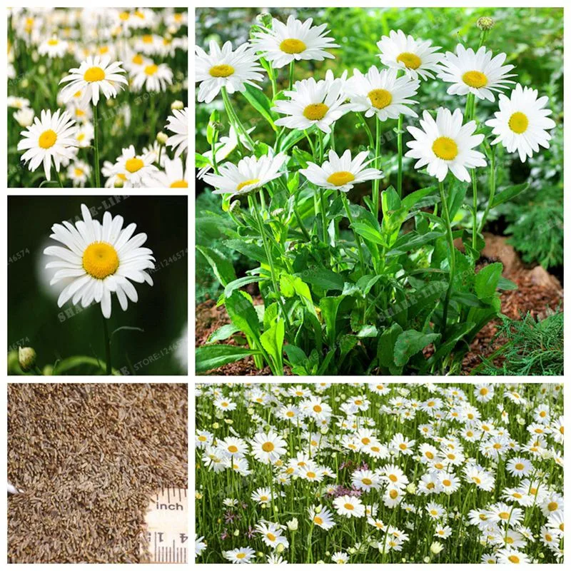 Buy Family Asteraceae Leucanthemum