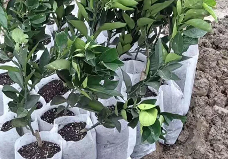 100pcs Biodegradable Plant Grow Non-woven Nursery Bags Eco-Friendly Agriculture Vegetable Seedling Planting Pot