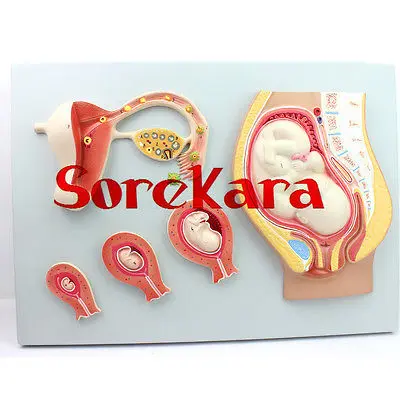 

Human Anatomical Embryonic Development Oosperm New Medical Teaching Model School Hospital