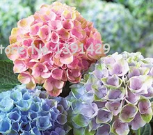 Promotion! Hot sale 50PCS Mixed Hydrangea Seeds Flowers Garden Plant Bonsai Viburnum macrocephalum Fort Free shipping