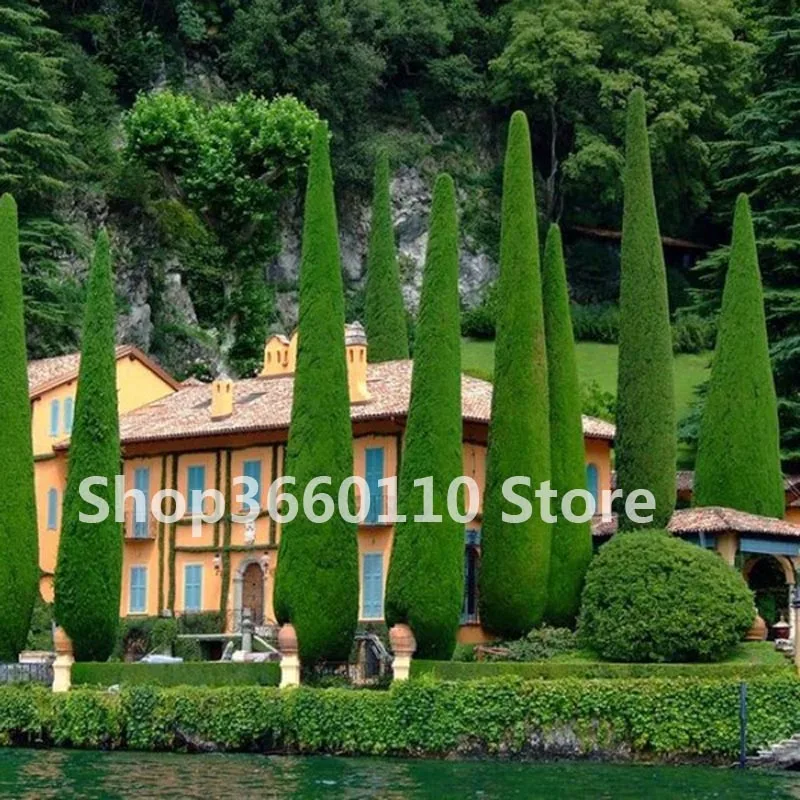

Super Giant Heirloom Cypress bonsai Ornamental Cypress Tree bonsai Evergreen Bonsai Plant Easy To Grow For DIY Home&Garden