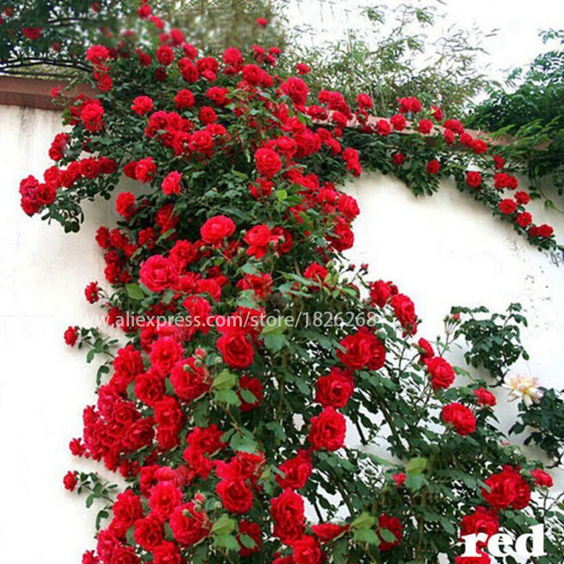 

EIMAI 100Pcs/Bag Mix Color Climbing Rose Bonsai Blooming Outdoor Potted Garden Climbing Plants