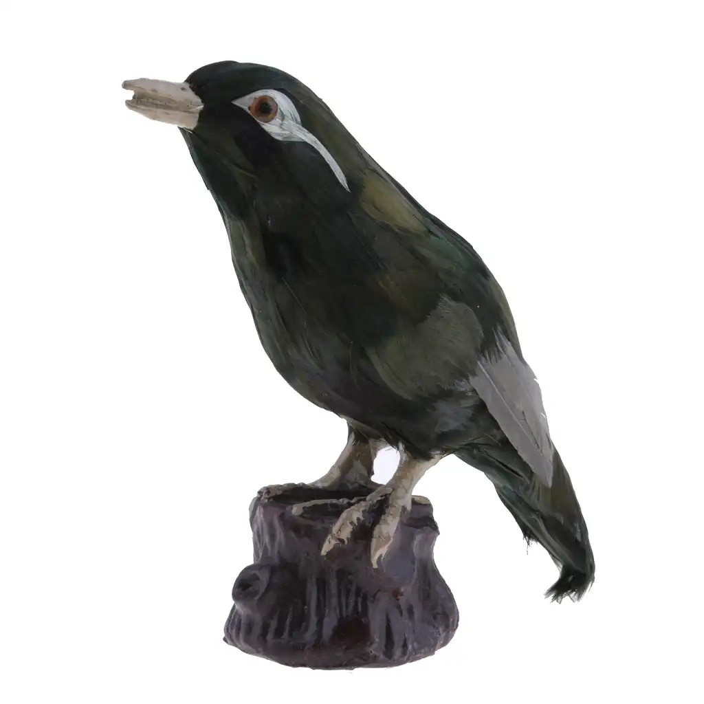 Садовая птица Пернатый орнамент Реалистичная Magpie дятел Шрайк Throstle животное