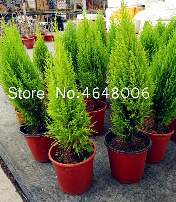 Bonsai 100 Pcs Bag Miniature Pine Bonsai Tree Indoor Woody Plant Evergreen Pine Tree Perennial Plant For Miniature Garden Decor Buy At The Price Of 0 11 In Aliexpress Com Imall Com
