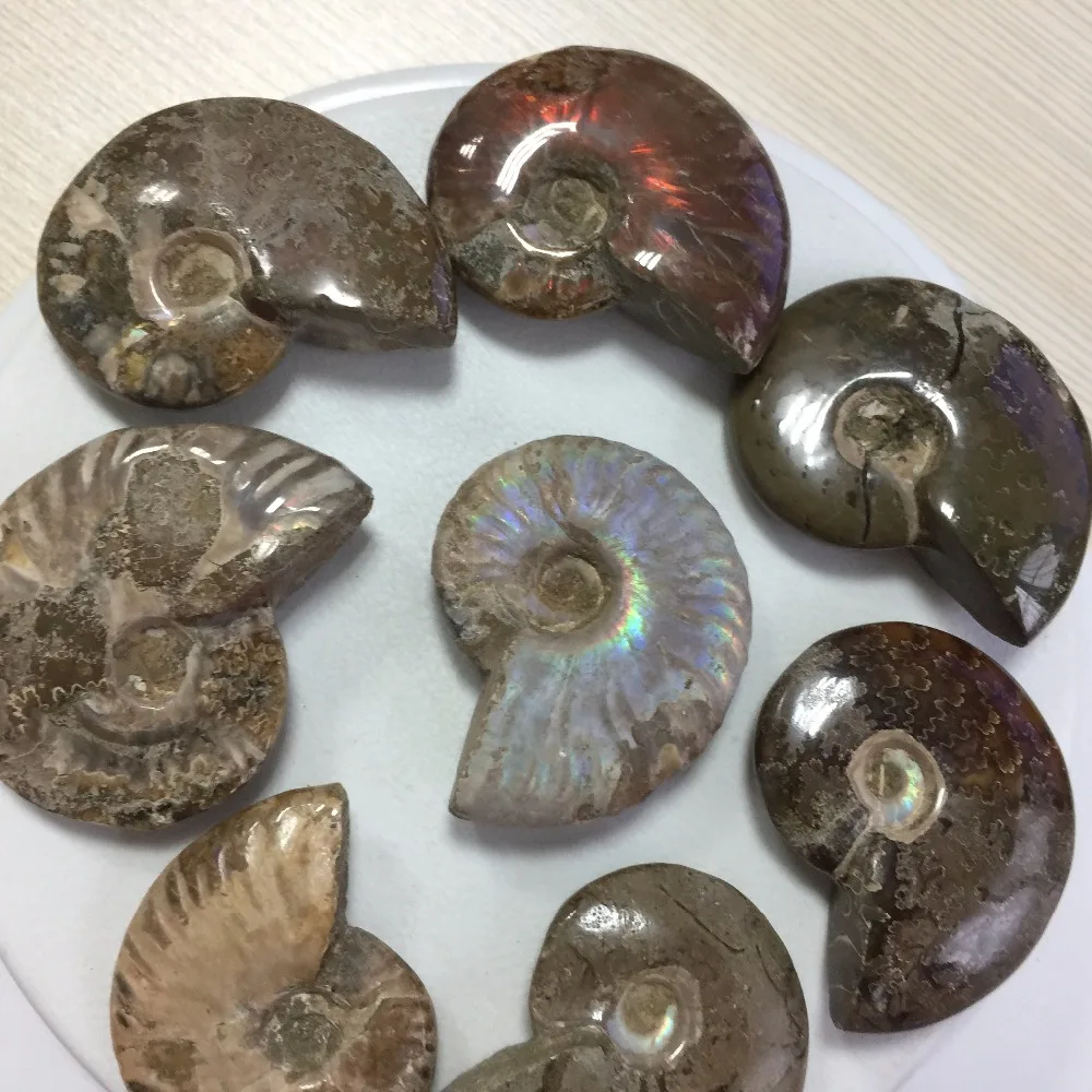 8pcs Natural Ammonite Fossil Minerals Stone Crystal Suncatchers feng shui quartz crystal crafts