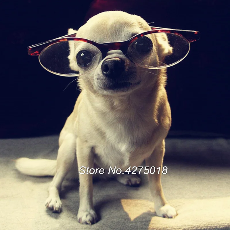 50 Chihuahua dog