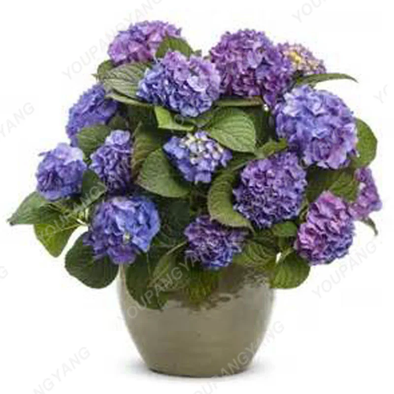 

30pcs/pack Bonsai Hydrangea Flower plants Pure Color Lasting Gorgeous Balcony Or Yard Flower Plants For DIY Home Garden Planting