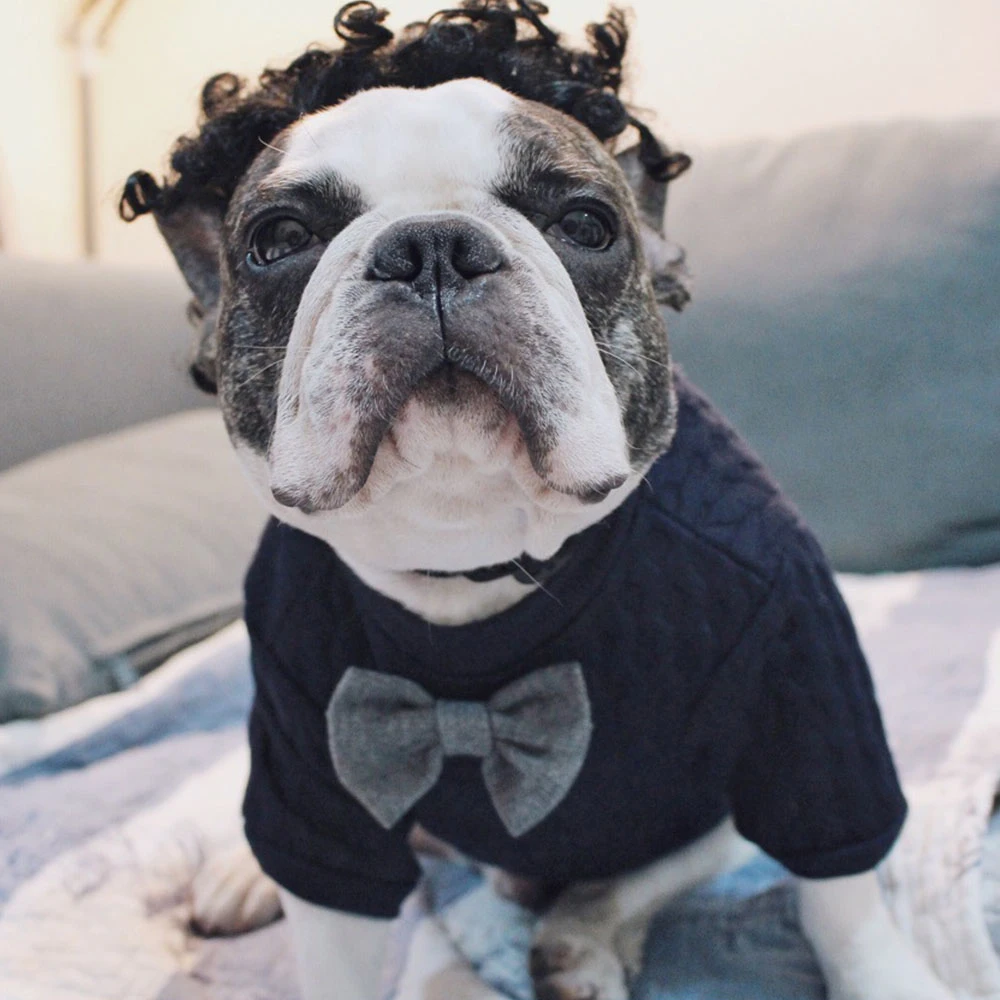 pitbull dog sweatshirts