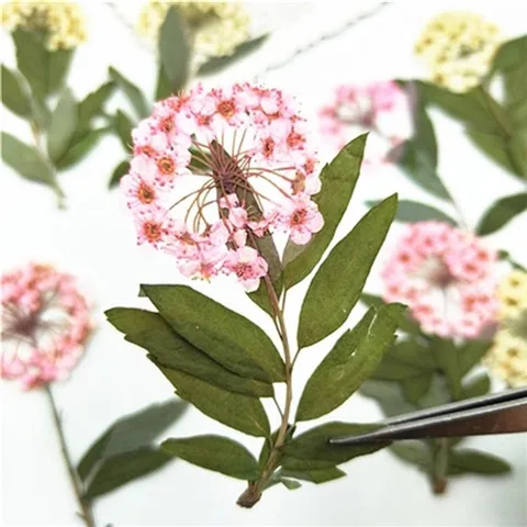 Narciso em Hastes Flor para Faça Nova Pressionado Flores Secas Você Mesmo Decoração Remessa Livre 1 Lote – 120 Pcs 2020