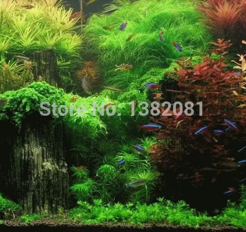 Купить лидер продаж 500 семена смесь виды Аква рий трава семена ...