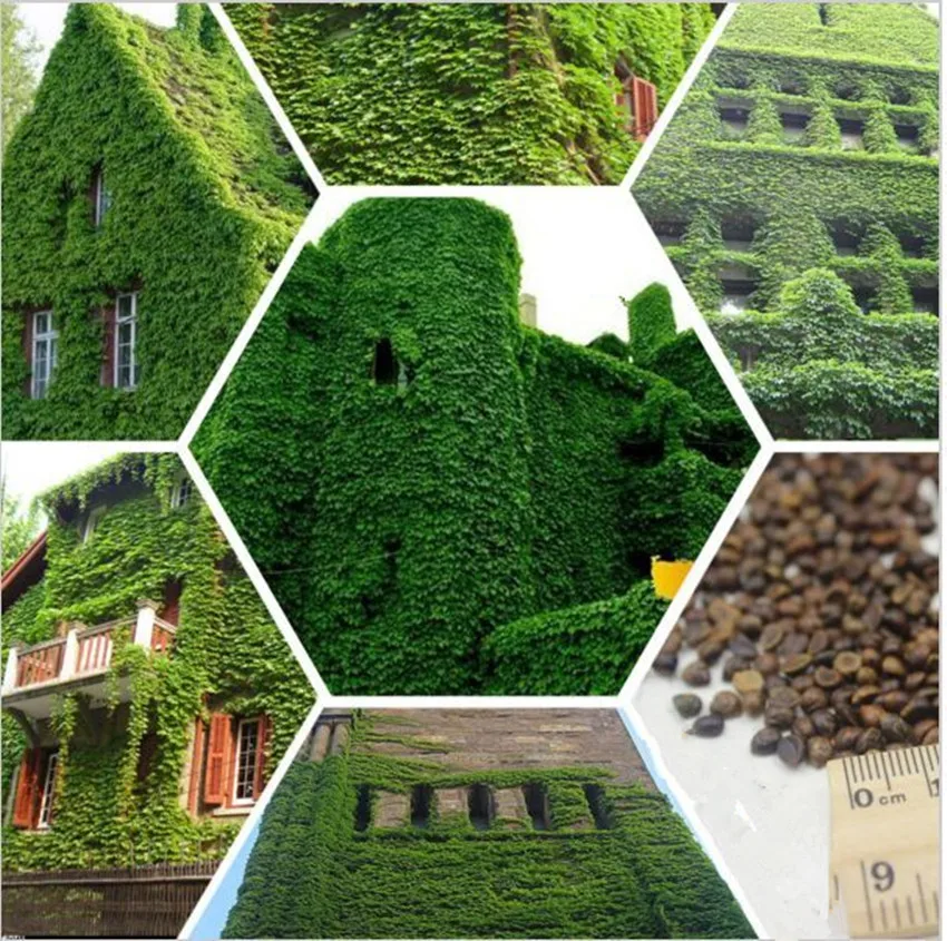 100 шт. BOSTON Ivy bonsais 100% оригинальный японский Creeper зеленый растение бонсай