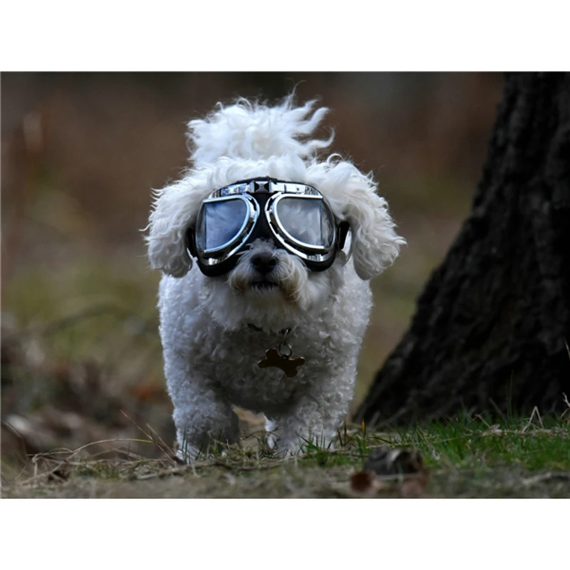 Фото Животных В Очках