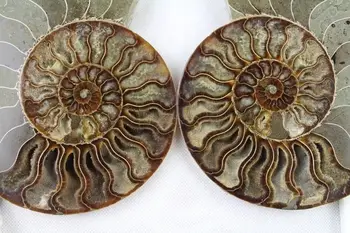 

TOP!!! 1100g 2 Half Cut Ammonite Shell Jurrassic Fossil