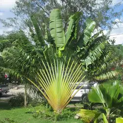 10 шт Путешествия банан-Ravenala Madagascariensis-бонсай пальмовые sementes semillas