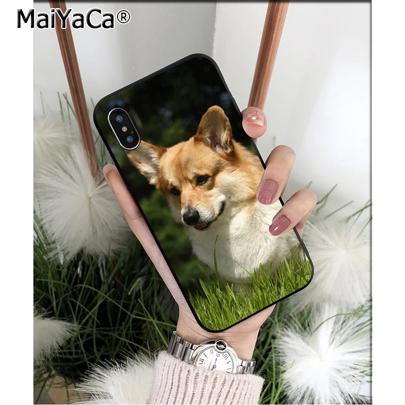 Animal Corgi dog
