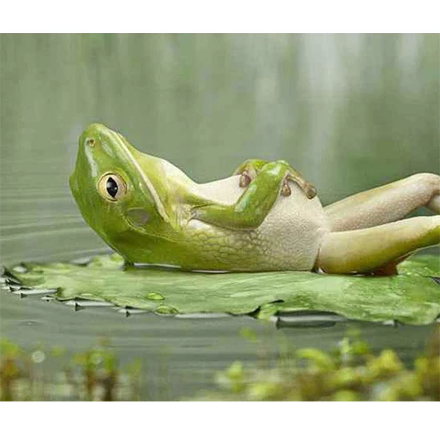 Animal 5d Diy Full Diamond Painting Embroidery Resin Drill Animal 5d Diy Full Diamond Painting Embroidery Resin Drill Cross Sch Kits Frog Home Decor