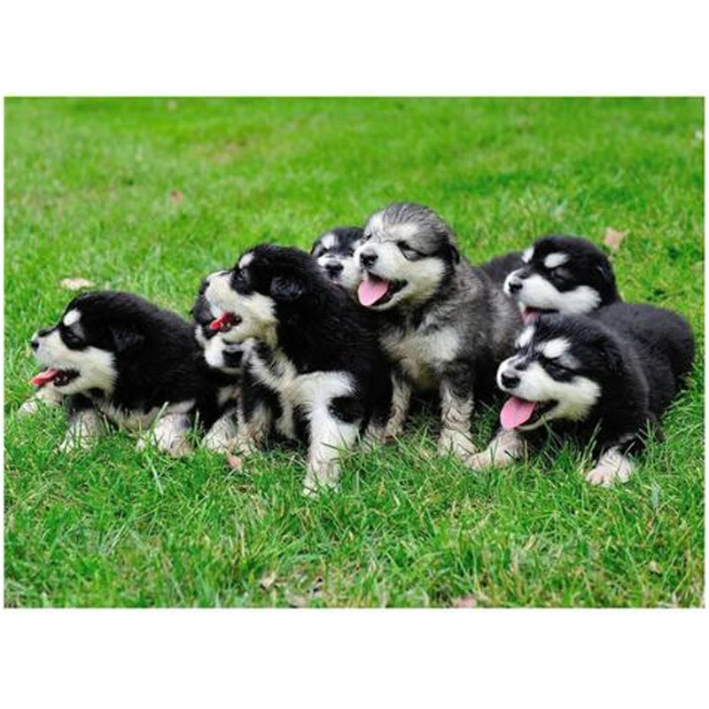 

DIY Diamond Painting Cross Stitch Alaskan Malamute 5D Full Drill Mosaic Diamond Embroidery Square Rhinestones JS4106