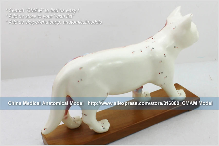 12004/модель иглоукалывания кошки-ветеринара, медицинская научная образовательная учебная анатомическая модель