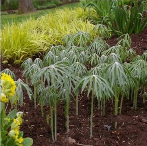 

Imported -,20pcs/lot Umbrella - (Cyperus Alternifolius) - - DIY home garden free shipping