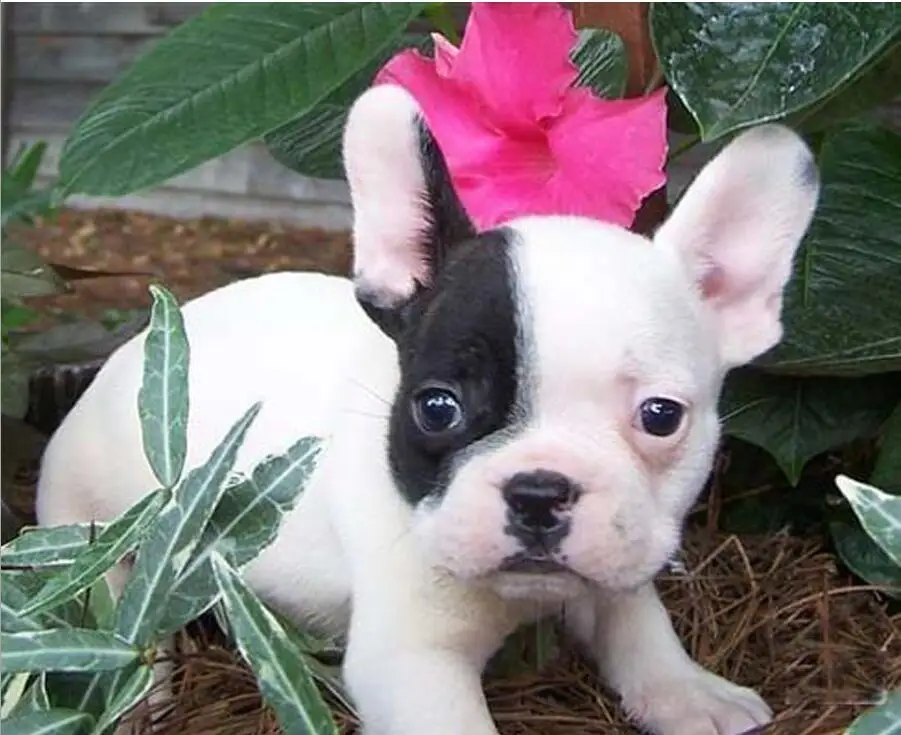 French Bulldog dog
