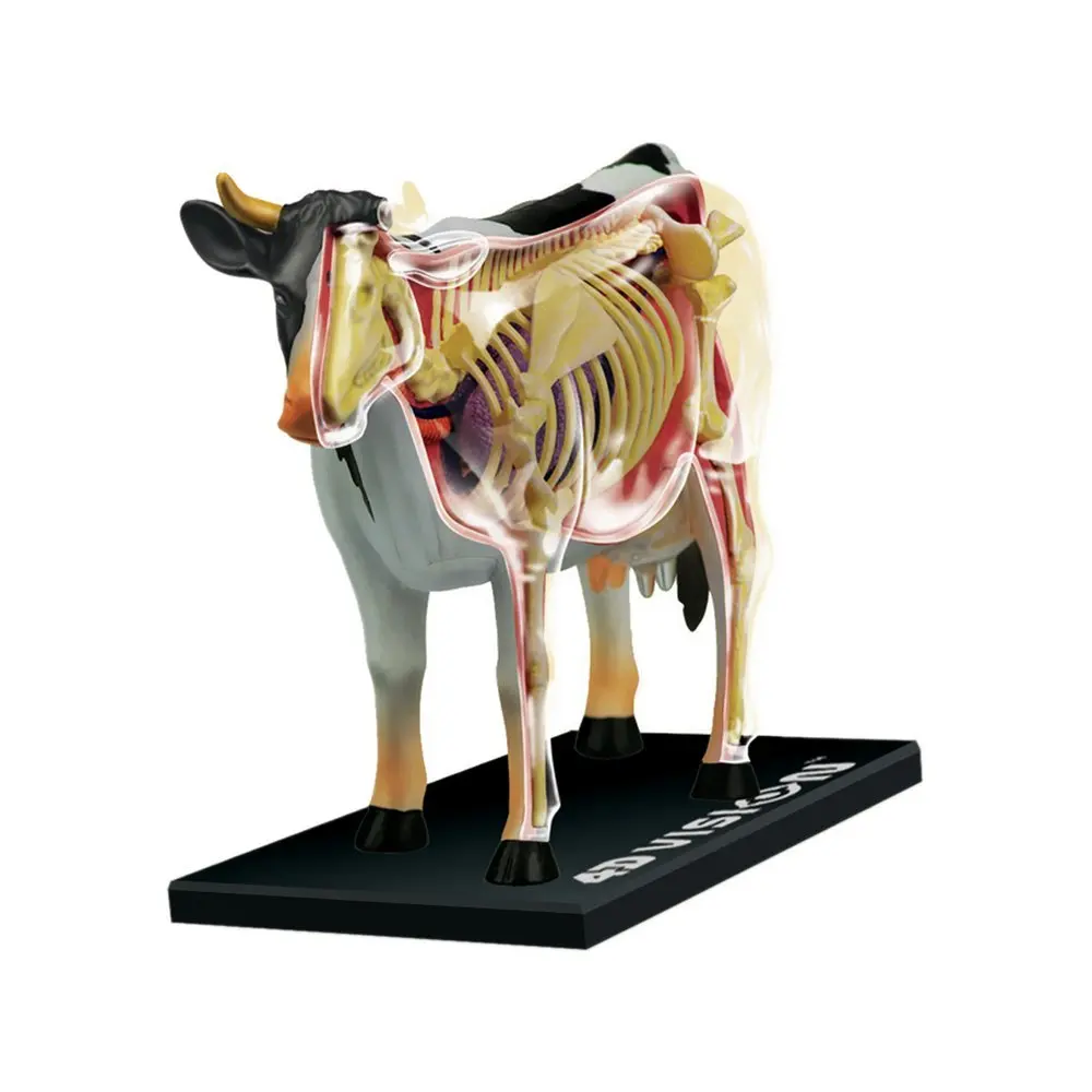 

odontologia kids toys 3 D cow Anatomy Medical anatomic model puzzels for children skeleton for sale