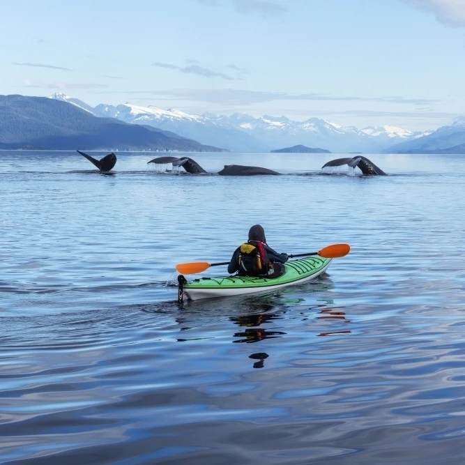 A Sea Kayaker Watches As A Group Of Humpback Whales Lift Their Flukes Returning To The Bountiful Waters Of Se Alaska's 1