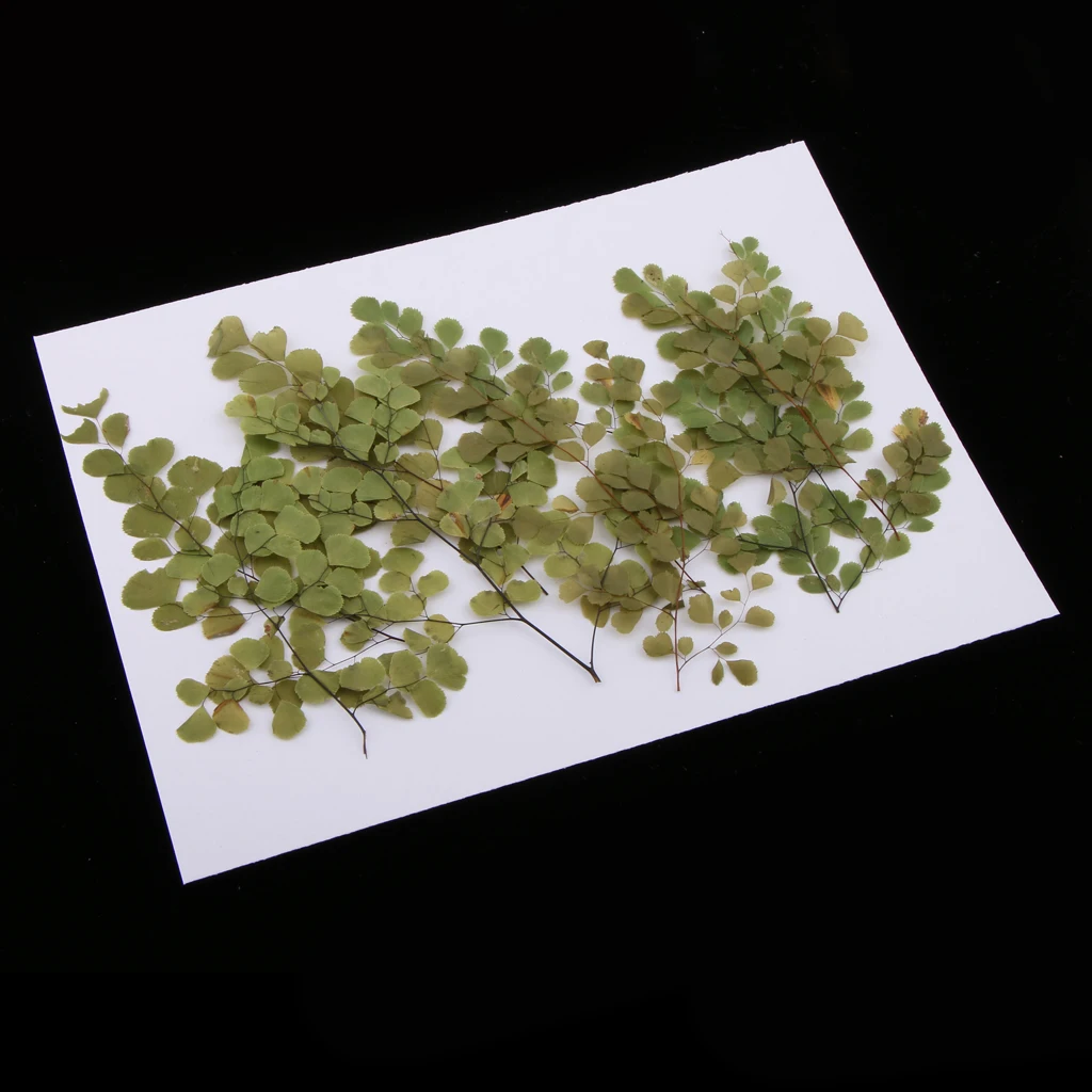 10 Pieces Natural Pressed Dried Flower Adiantum for DIY Arts Crafts Scrapbooking card making house decoration Dried Flowers