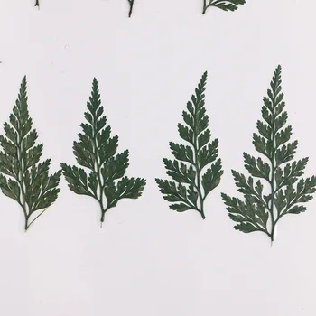 

8PCS Pressed Green Fern Dried Flower Leaf For Jewelry Phone Case Greeting Card DIY Decor Accessories